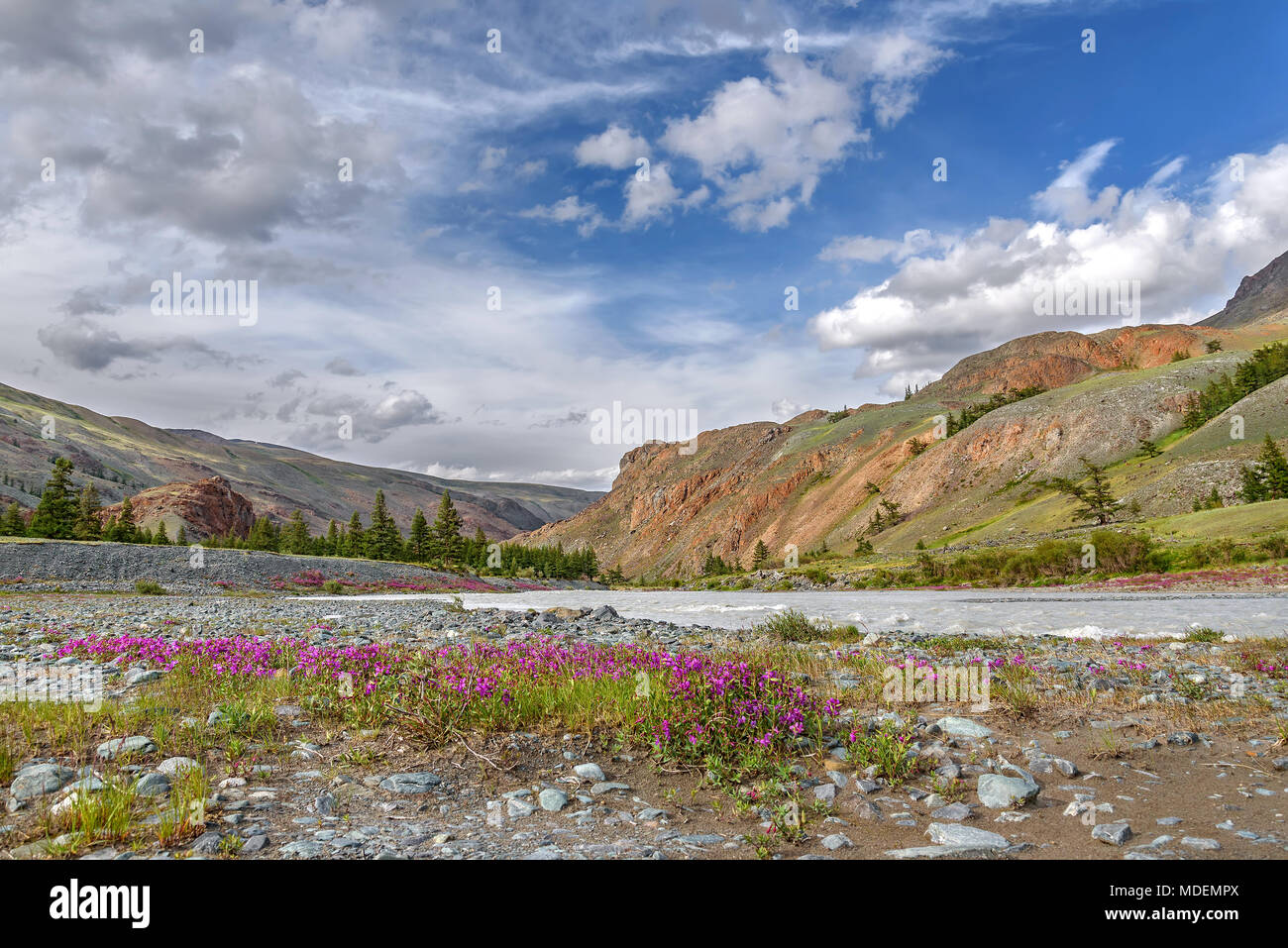 Bright pink flowers Epilobium among the stones on the river bank against the backdrop of mountains, trees, blue sky and clouds Stock Photo