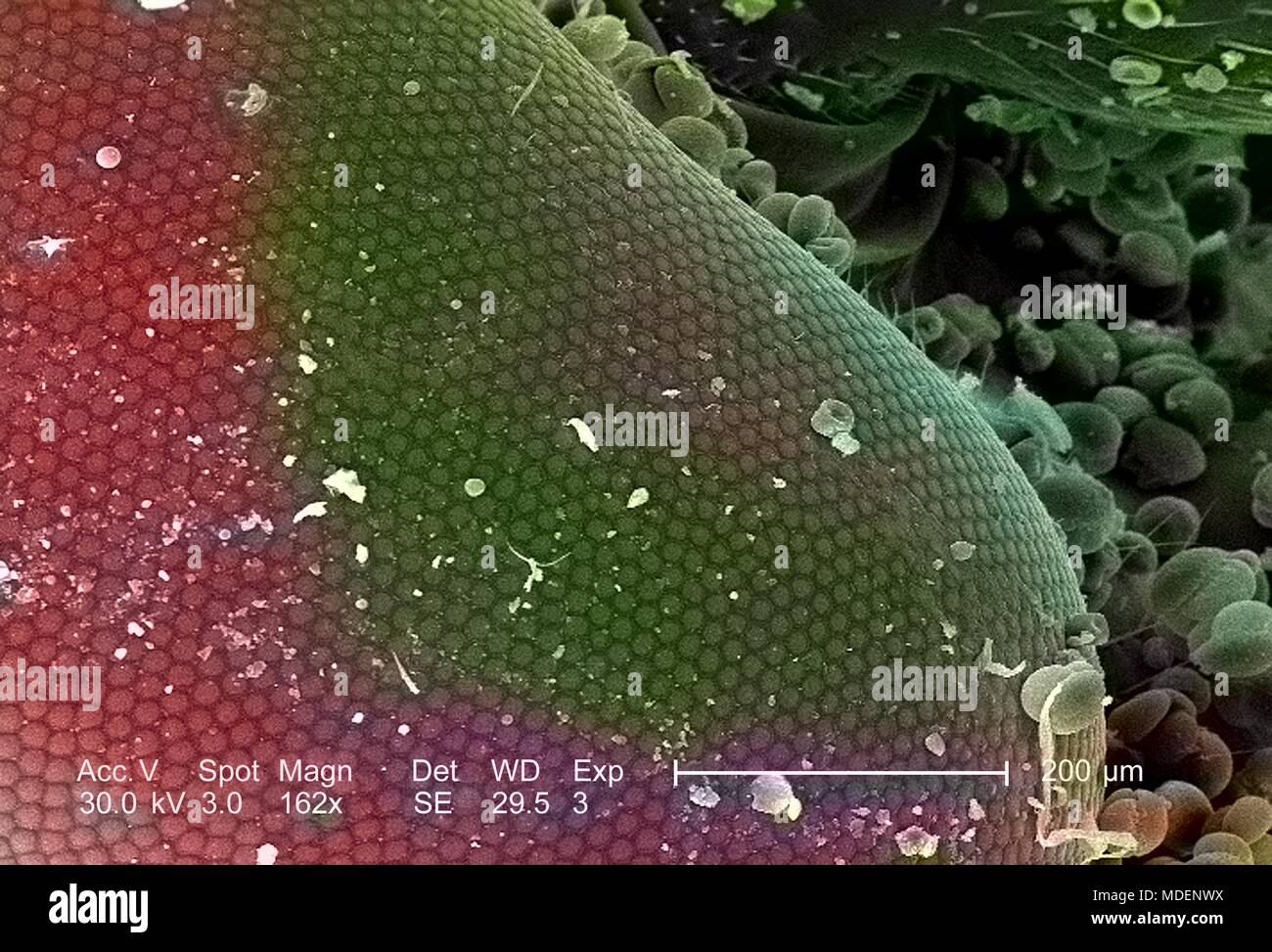 Compound eye of an unidentified green-colored flying insect found the Decatur, Georgia, revealed in the 162x magnified scanning electron microscopic (SEM) image, 2005. Image courtesy Centers for Disease Control (CDC) / Janice Haney Carr. Note: Image has been digitally colorized using a modern process. Colors may not be scientifically accurate. () Stock Photo