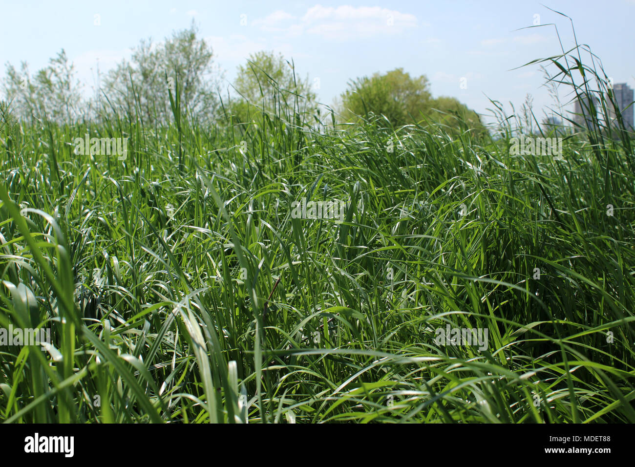 Tall grass swaying in gentle breeze Stock Photo