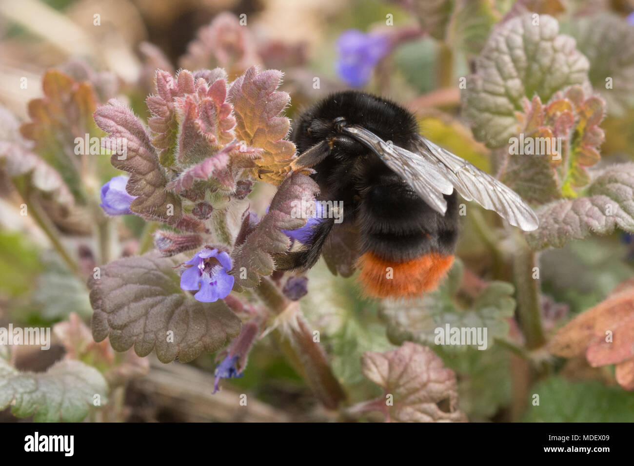 Red-tailed bumblebee (Bombus lapidaries) nectaring on ground ivy flowers Stock Photo