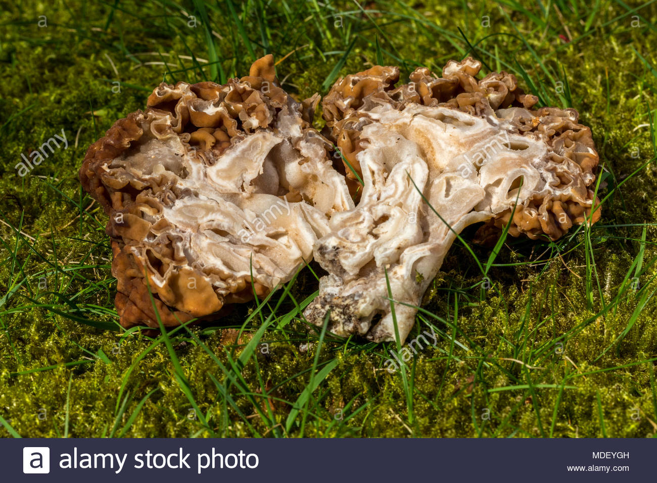 Morel Stock Photos & Morel Stock Images Alamy
