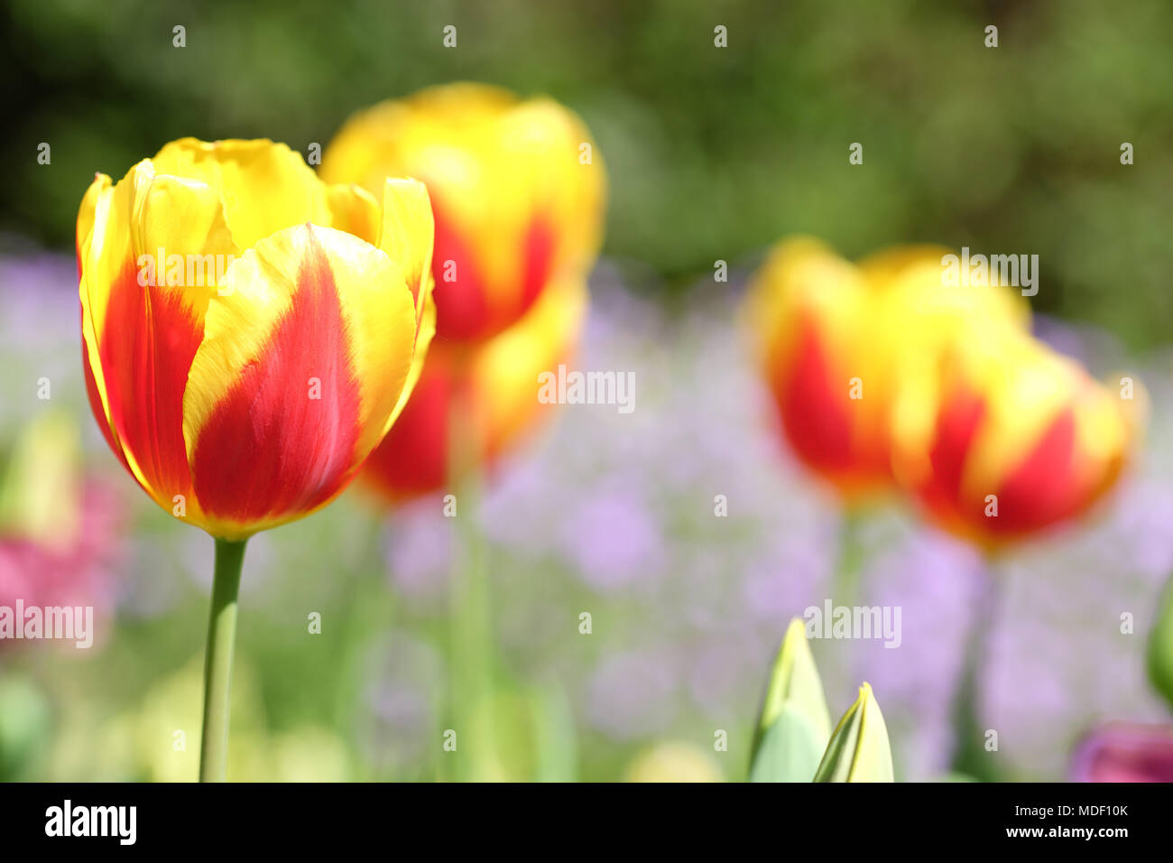 Red and yellow garden border hires stock photography and images Alamy