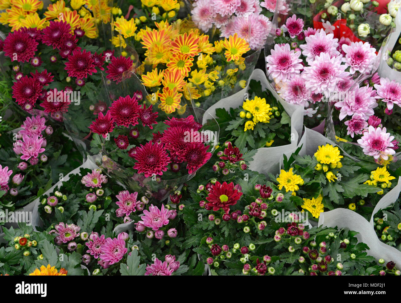 Chrysanthemums for sale at the plant market in Beijing, China Stock Photo Alamy