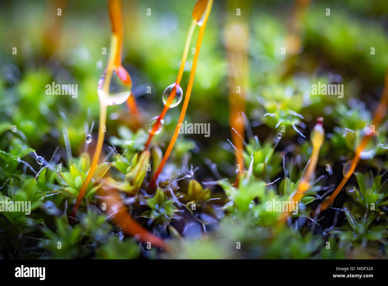 Macro photography of springtime moss and water droplets seen growing in an outdoor location. This shallow focus is aimed at a droplet on the right. Stock Photo