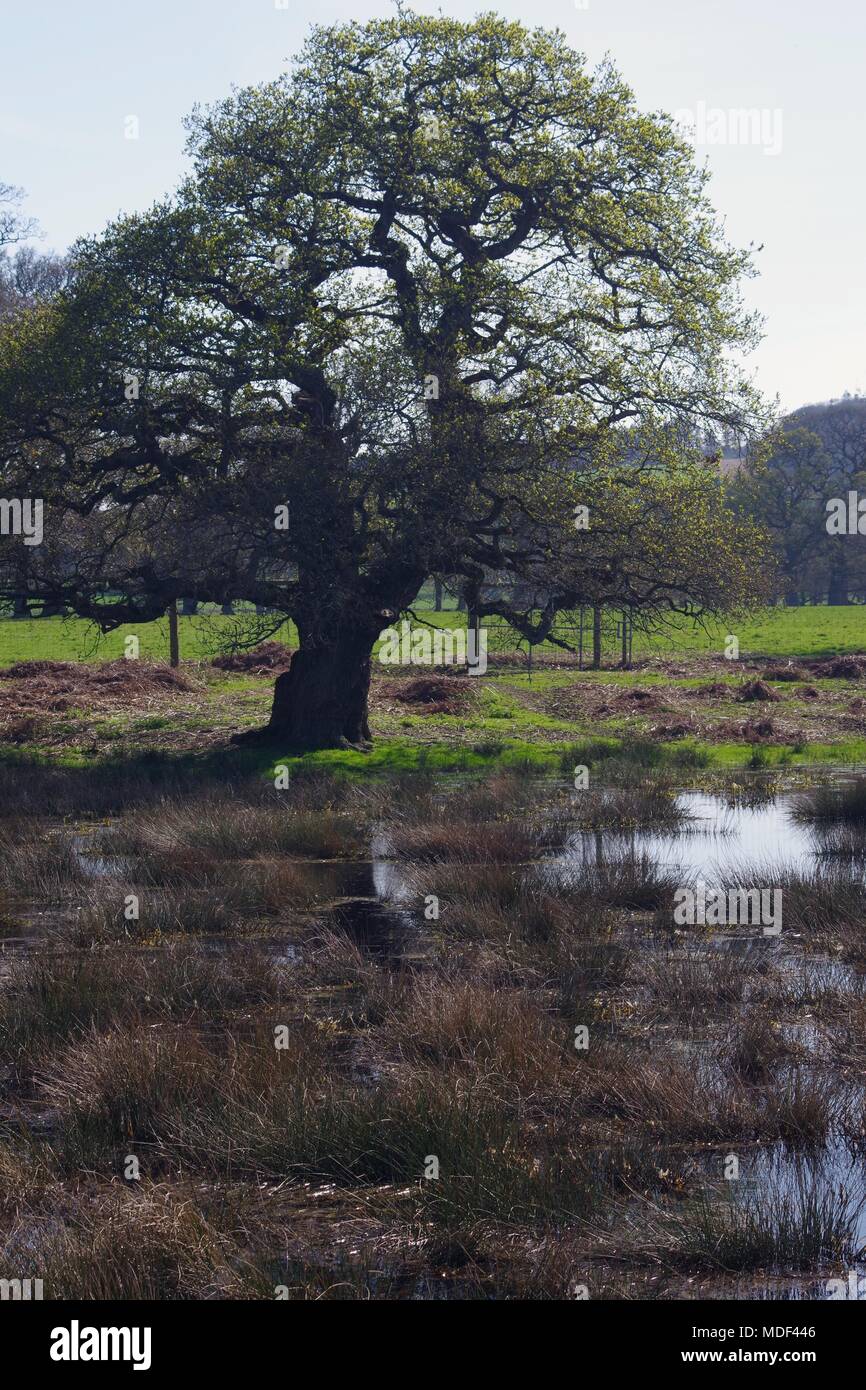 Mature English Oak Tree by a Wild Pond in Devon Farmland. Powderham