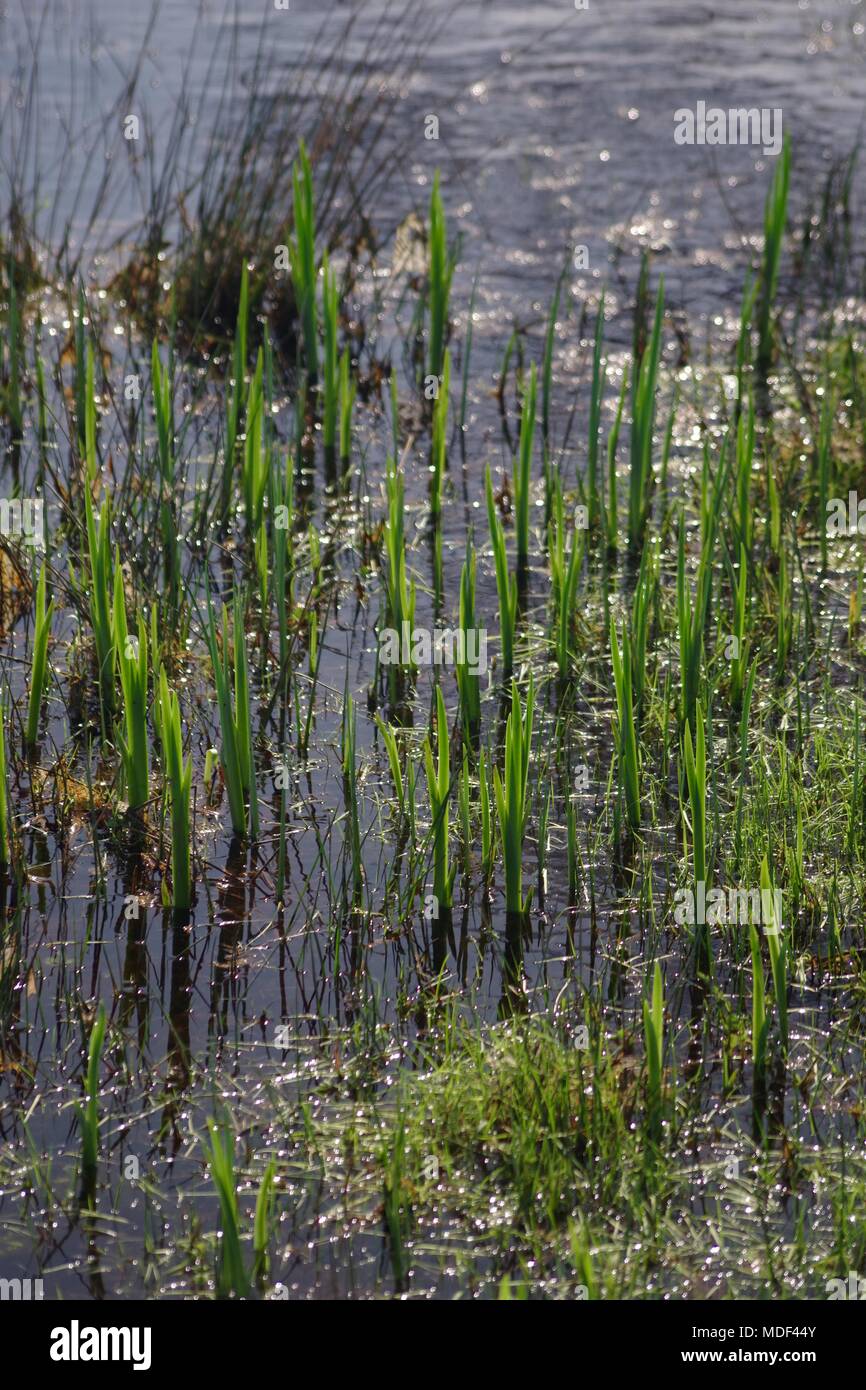 Wild Pond and Water Plants in Powderham Parkland, Exeter, Devon, UK