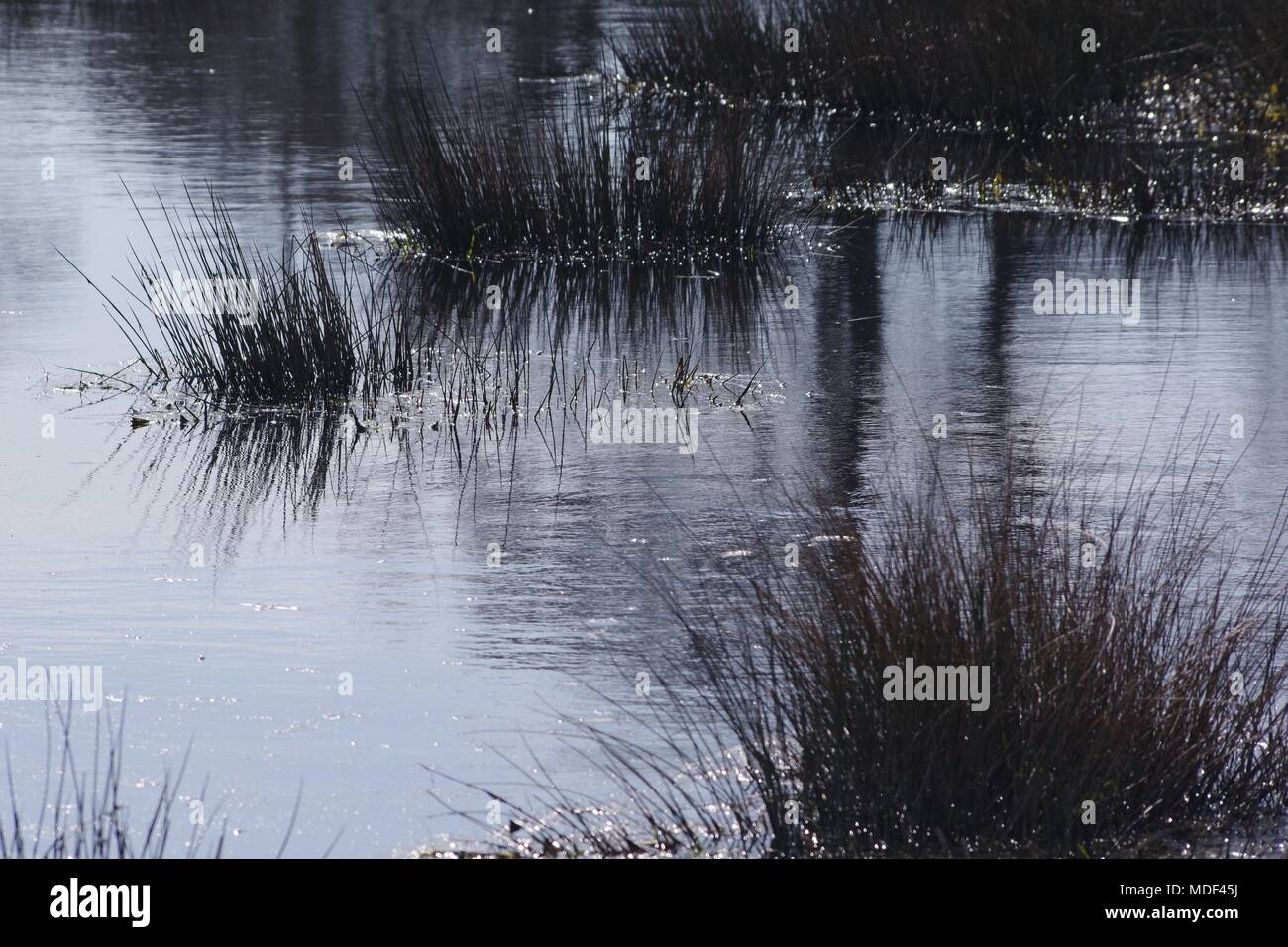 Wild Pond and Water Plants in Powderham Parkland, Exeter, Devon, UK