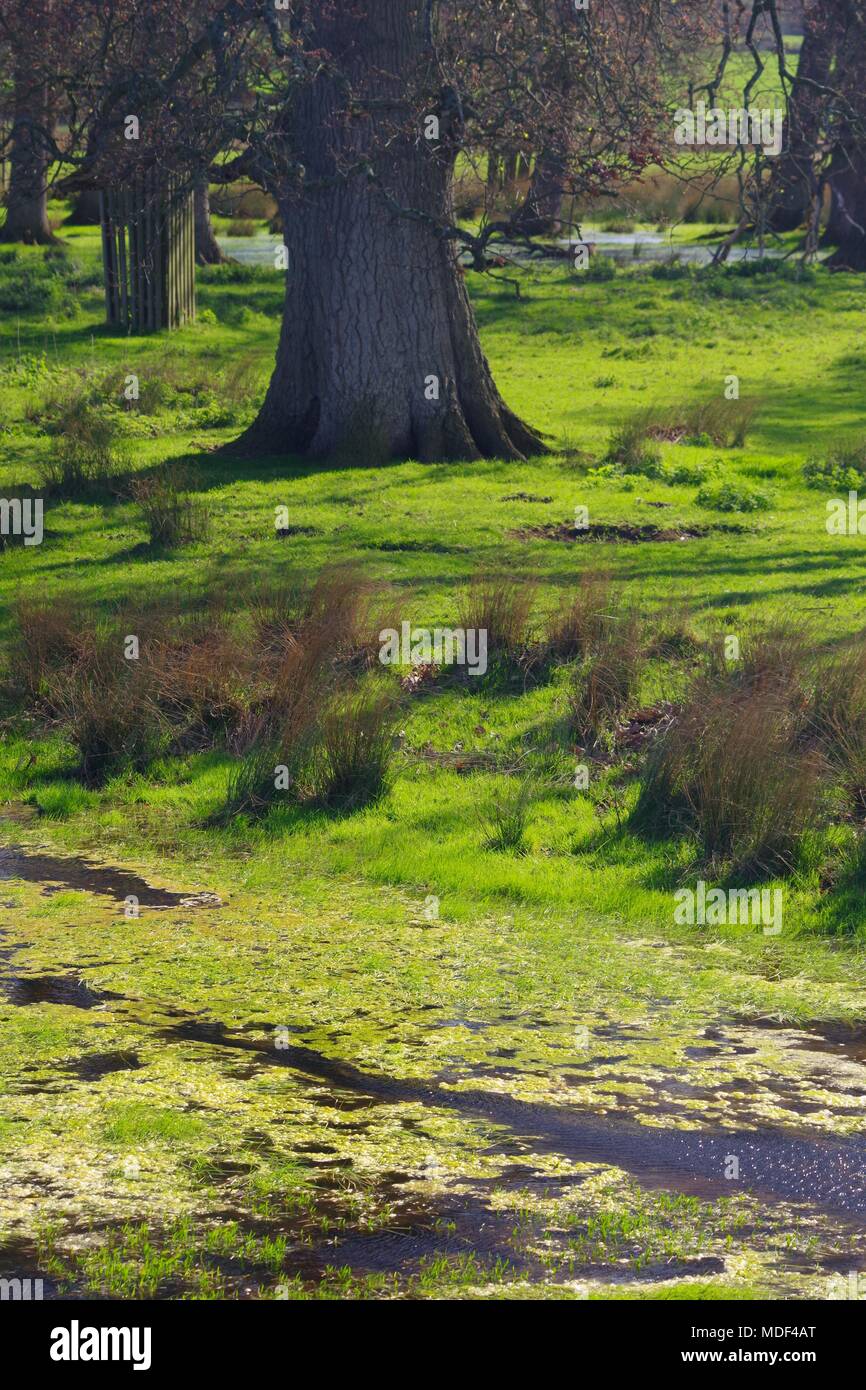 Mighty English Oak Tree Trunk in Vibrant Green Pasture by an Algae