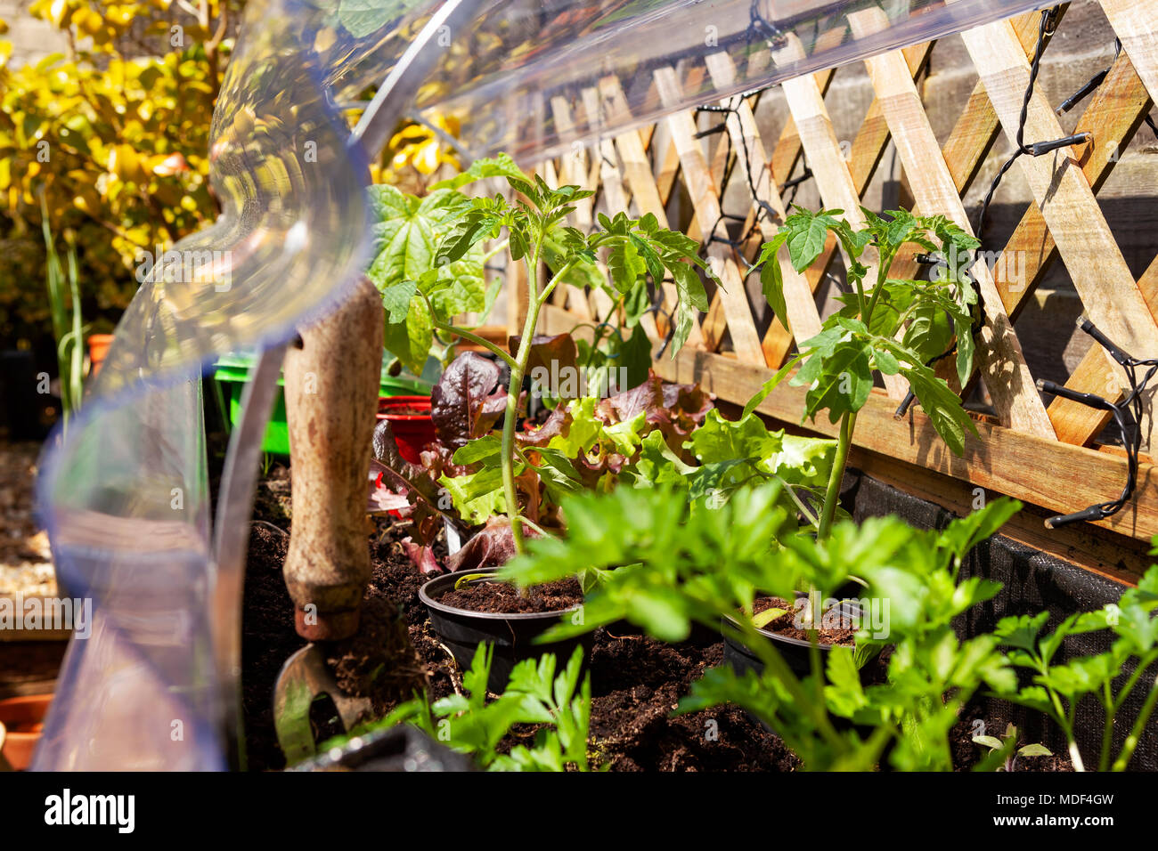 Vegetables and herbs in a vegetable planter Stock Photo Alamy