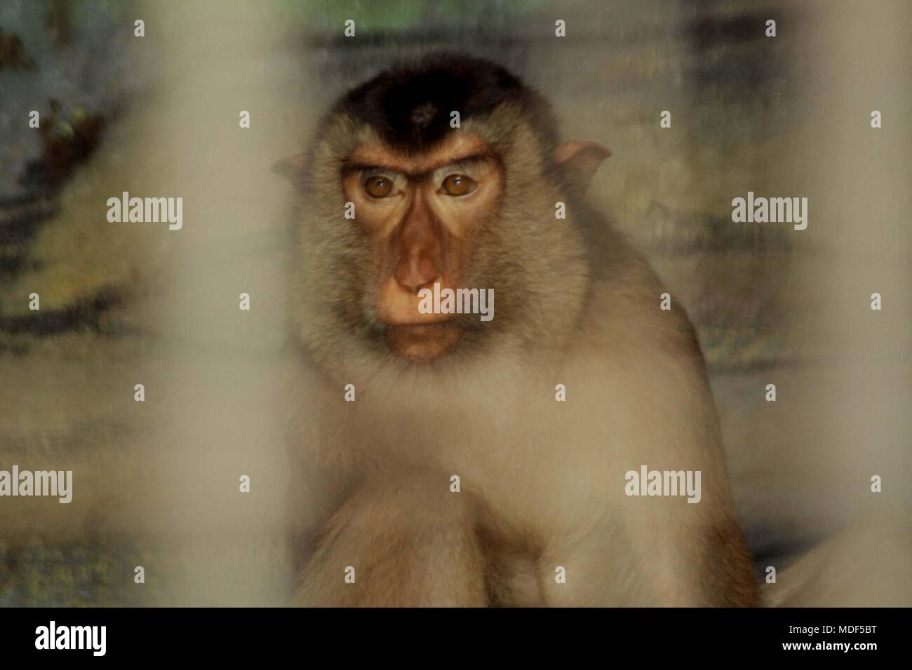 Beruk High Resolution Stock Photography And Images Alamy