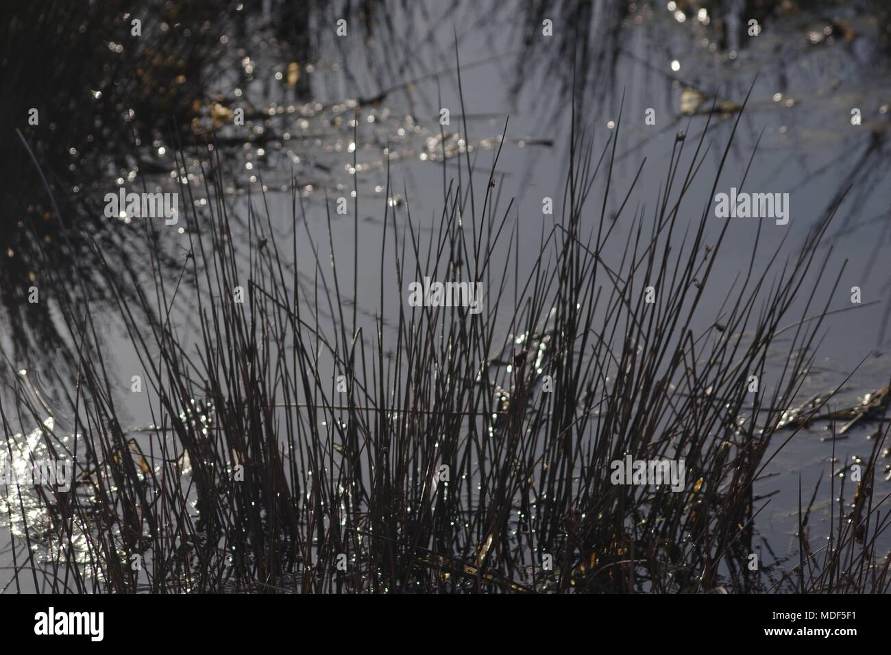 Wild Pond and Water Plants in Powderham Parkland, Exeter, Devon, UK