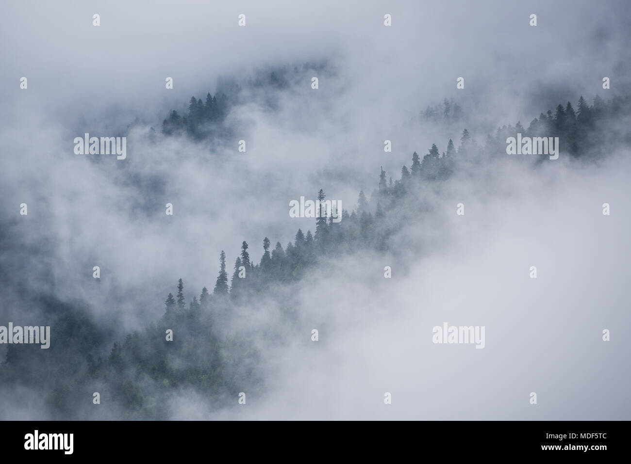 Fog covered forest mountain hi-res stock photography and images - Alamy