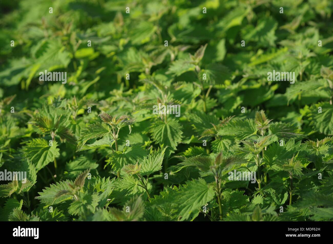 Bed of Vibrant Spring Stinging Nettles (Urtica diocia) Powderham