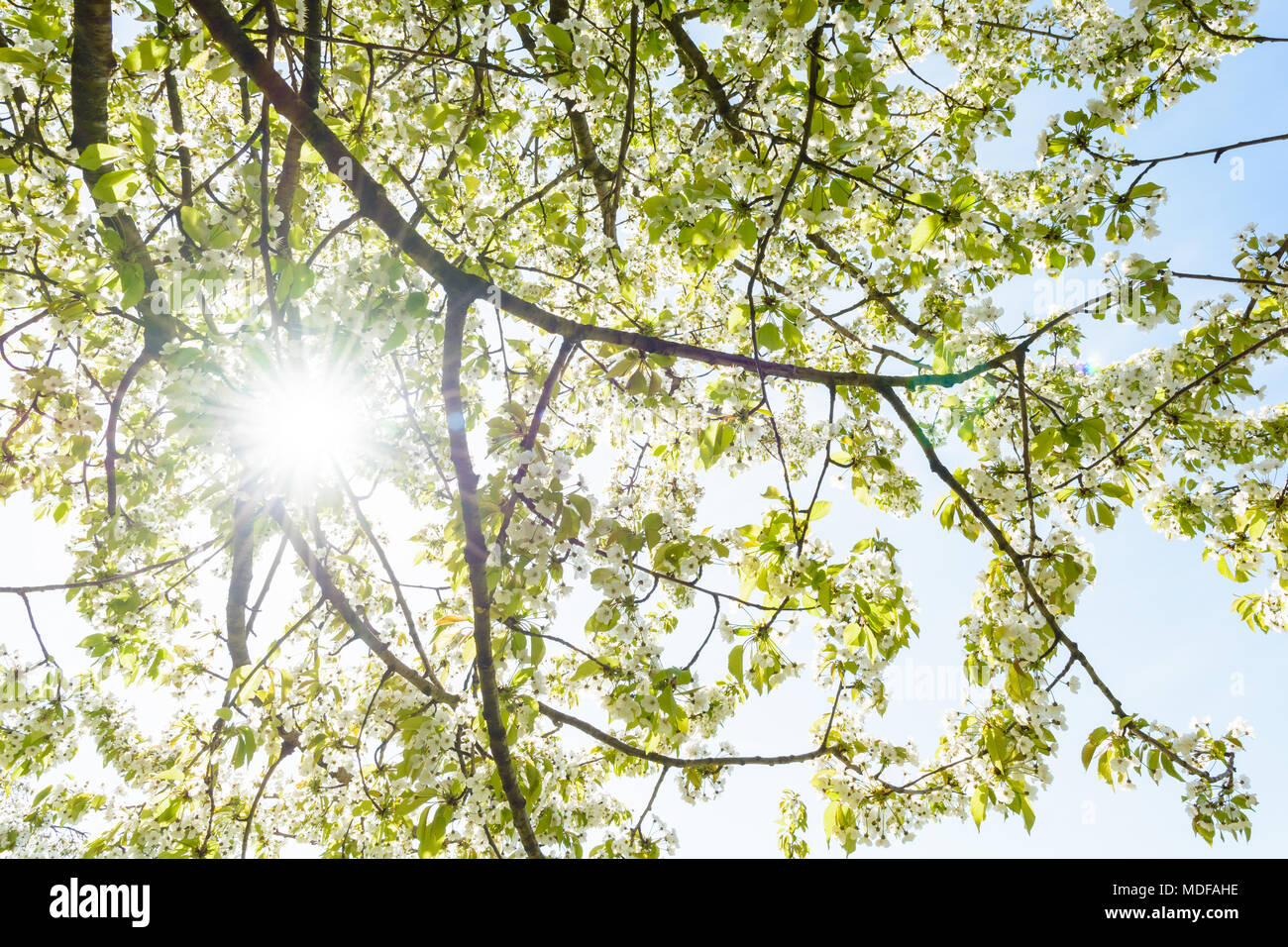 Sunshine glare through tree branch hi-res stock photography and images ...
