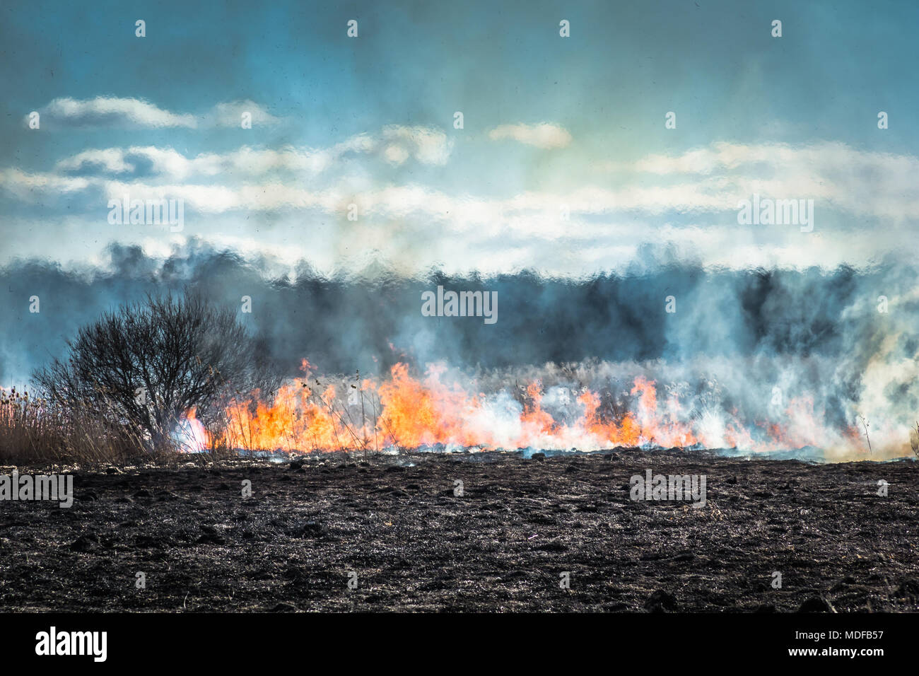 Burning grass field in the  in danger background Stock Photo -  Alamy