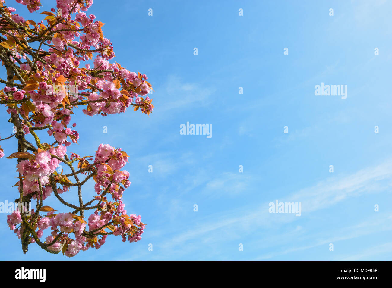 China blossom tree hi-res stock photography and images - Page 10