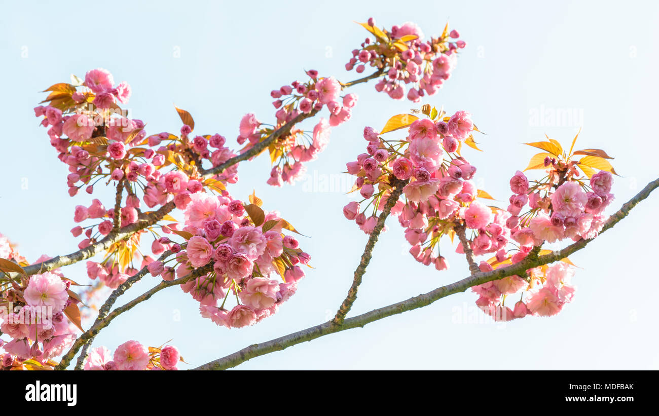 Branches of a blossoming Japanese cherry tree with clusters of pink flowers against blue sky