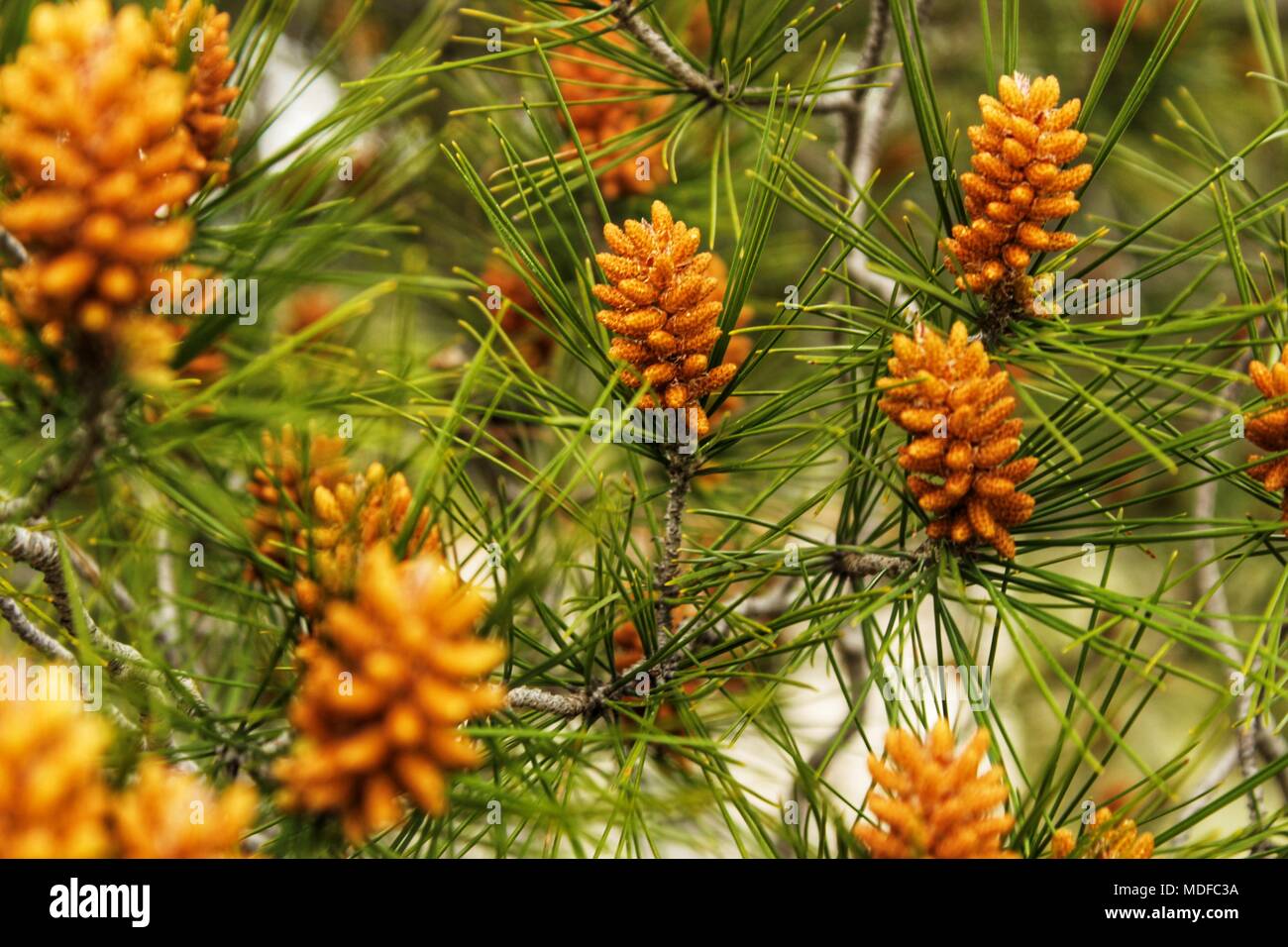 Colorful pine cones growing on a pine tree in Spring Stock Photo Alamy