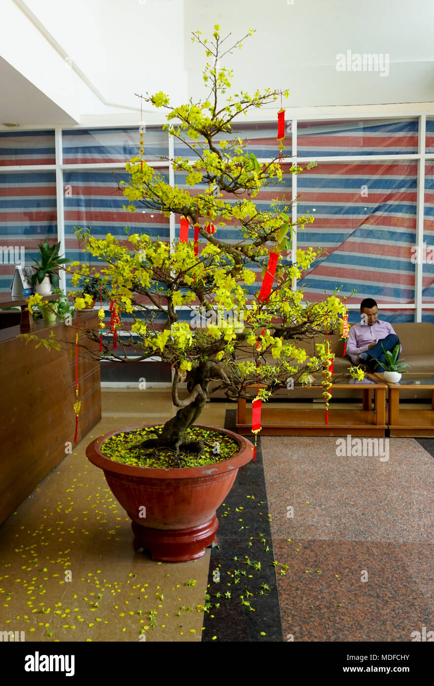 Live yellow apricot bonsai tree during Chinese Lunar New Year in office  lobby during Tet holiday, Ho Chi Minh City; Saigon; Vietnam Stock Photo -  Alamy