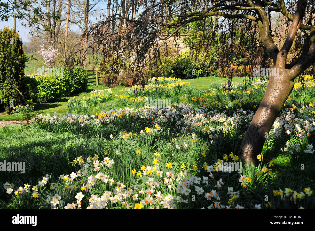 Springtime 2018 in Country Garden Masham Yorkshire UK Stock Photo