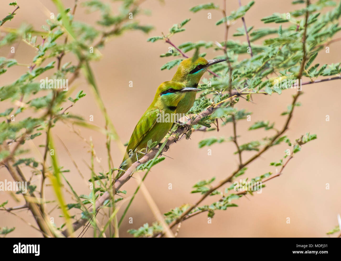 Pair of wild Little Green Bee-eater birds merops orientalis perched on a branch in bush Stock Photo
