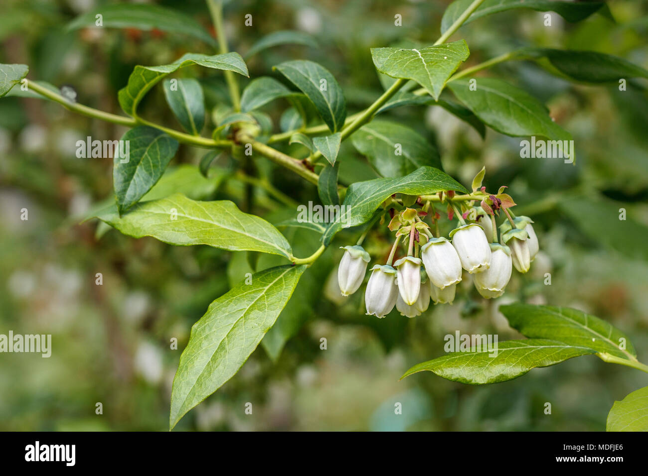 A cluster of white flowers hangs from a blueberry plant in the early bloom stage in spring, with green leaves and a blurred background. Stock Photo