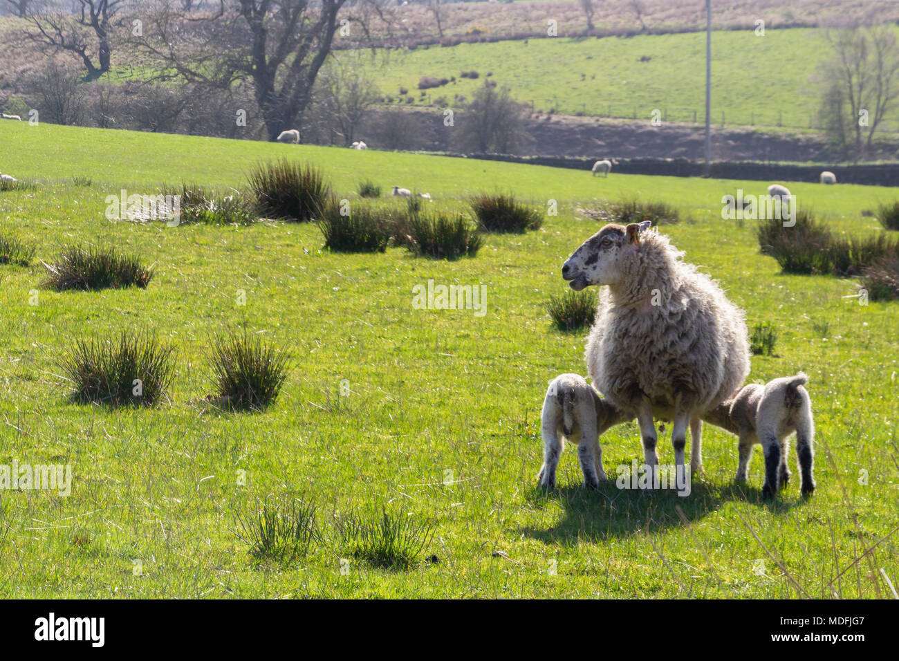 Mule ewe with twin lambs Stock Photo