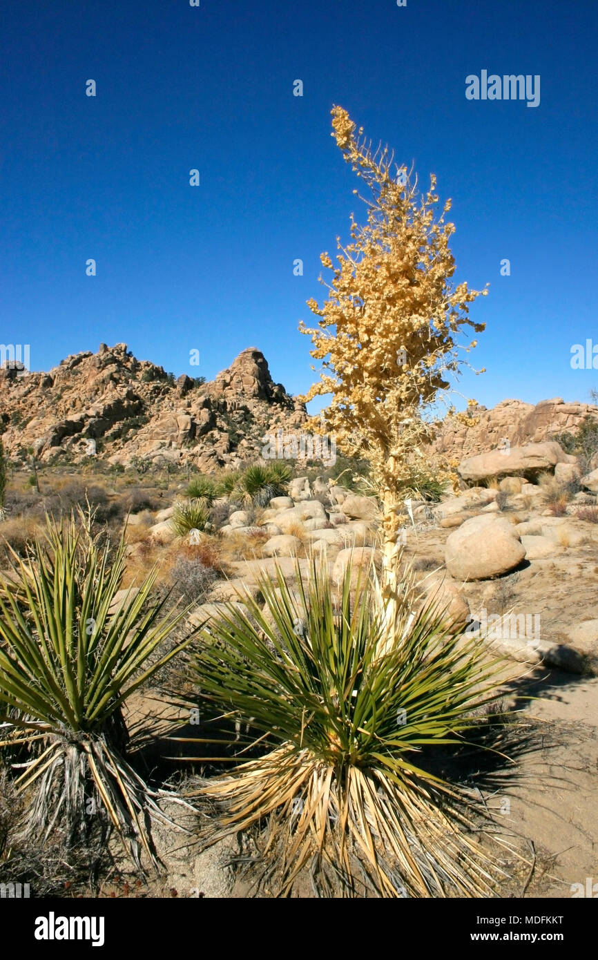 Yucca Nolina Beargrass Hidden Valley Landscape Mojave Desert Joshua Tree National Park California Stock Photo