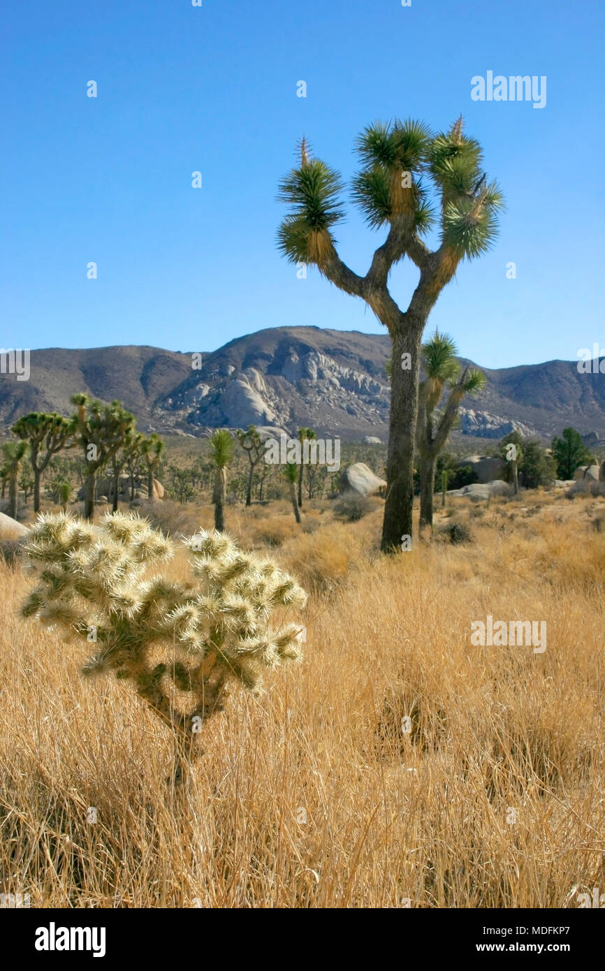 Joshua Tree Landscape Yucca Brevifolia Mojave Desert Joshua Tree National Park California Stock Photo