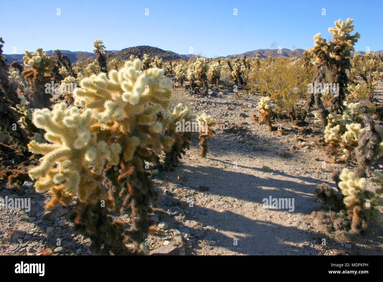 Cholla Cacti In The Ajo Mountains, Organ Pipe Cactus National Monument, Arizona Stock Photo