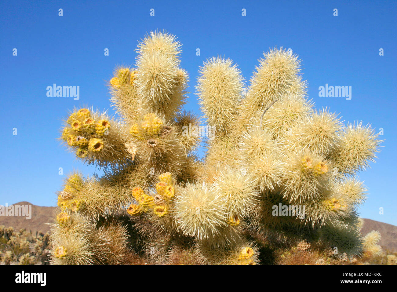 Cholla Cactus Garden in Joshua Tree National Park Stock Photo