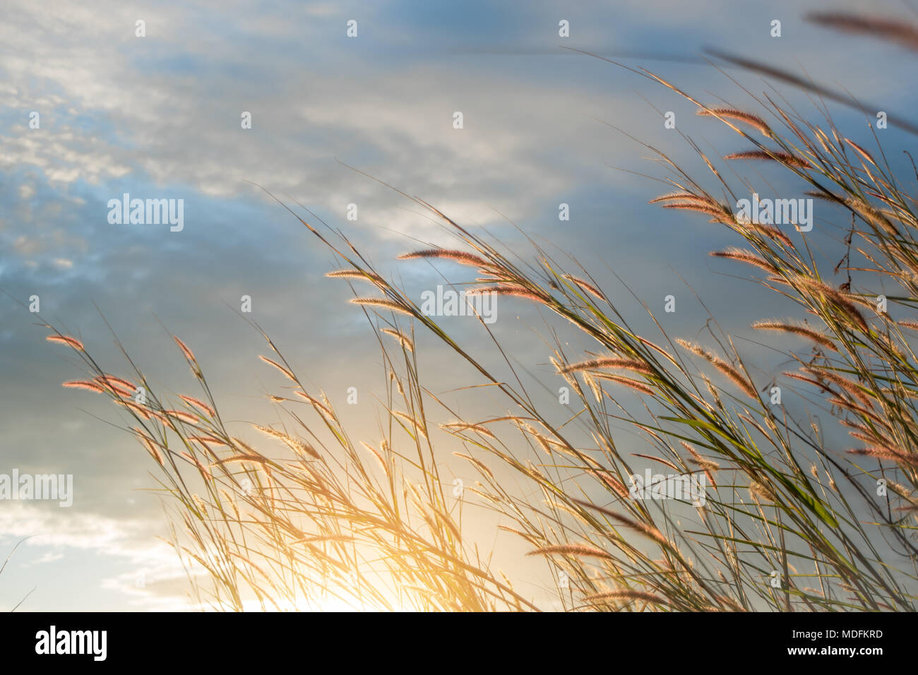 Feather pennisetum at sunset. Dramatic and picturesque evening scene. Warm toning effect.Soft  selected focus. Stock Photo