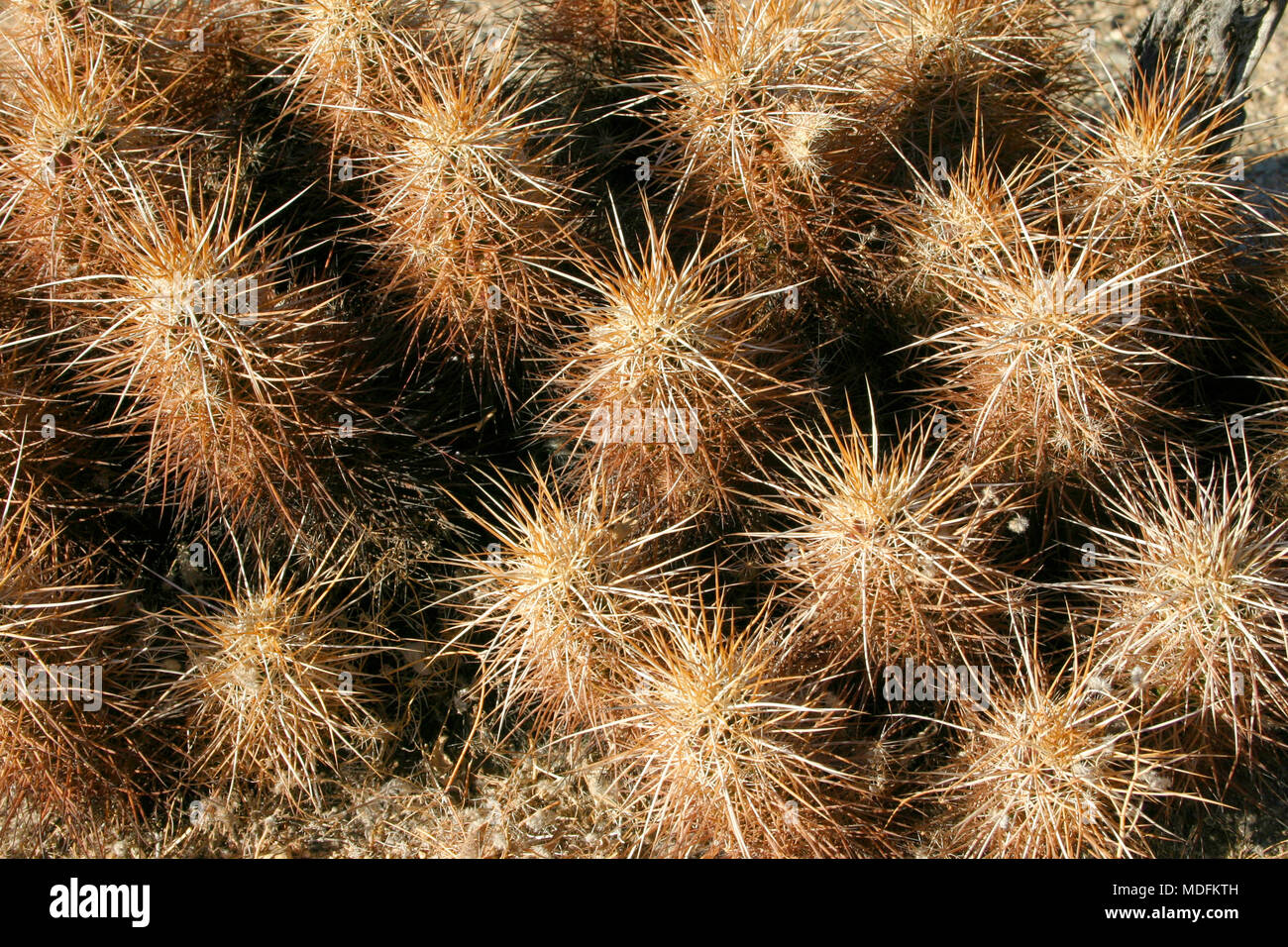Group of cacti among stones Echinocereus engelmanii, Joshua Tree Landscape Yucca Brevifolia Mojave Desert Joshua Tree National Park California Stock Photo