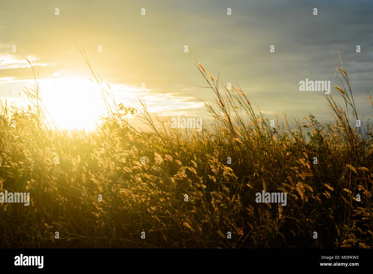 Feather pennisetum at sunset. Dramatic and picturesque evening scene. Warm toning effect.Soft  selected focus. Stock Photo