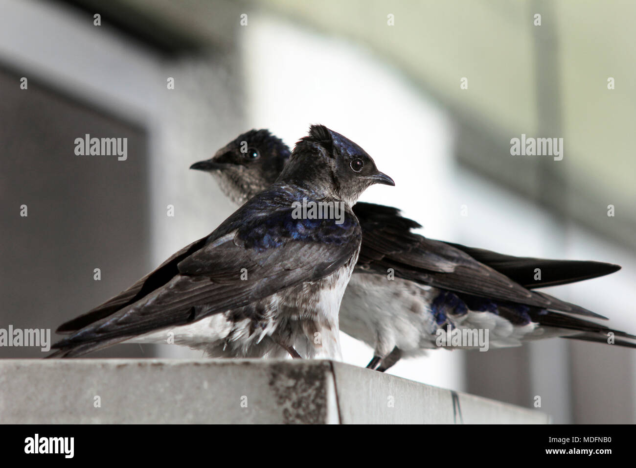 Two swallows at the arrival of spring ...  (Tachycineta bicolor) Stock Photo