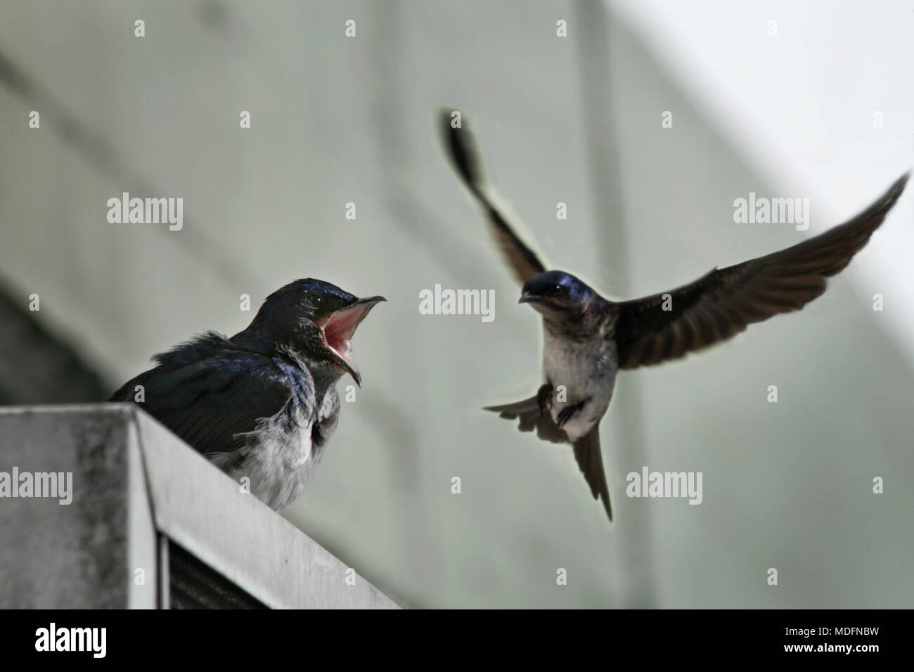 Two swallows at the arrival of spring ...  (Tachycineta bicolor) Stock Photo