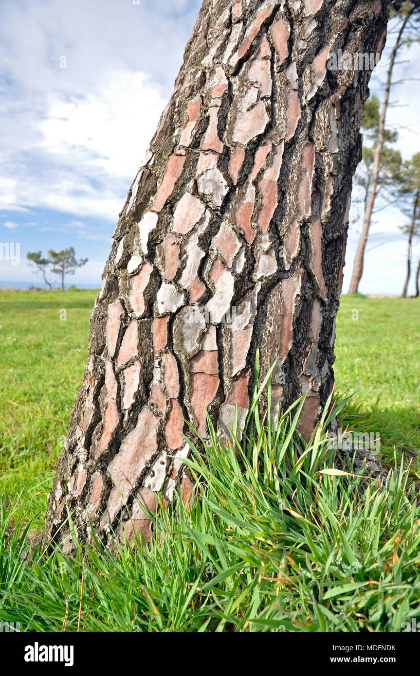 Trunk base and bark of a maritime pine (Pinus pinaster) at Pinos Altos  overlook and recreational area in Salinas (Castrillón, Asturias, Spain  Stock Photo - Alamy