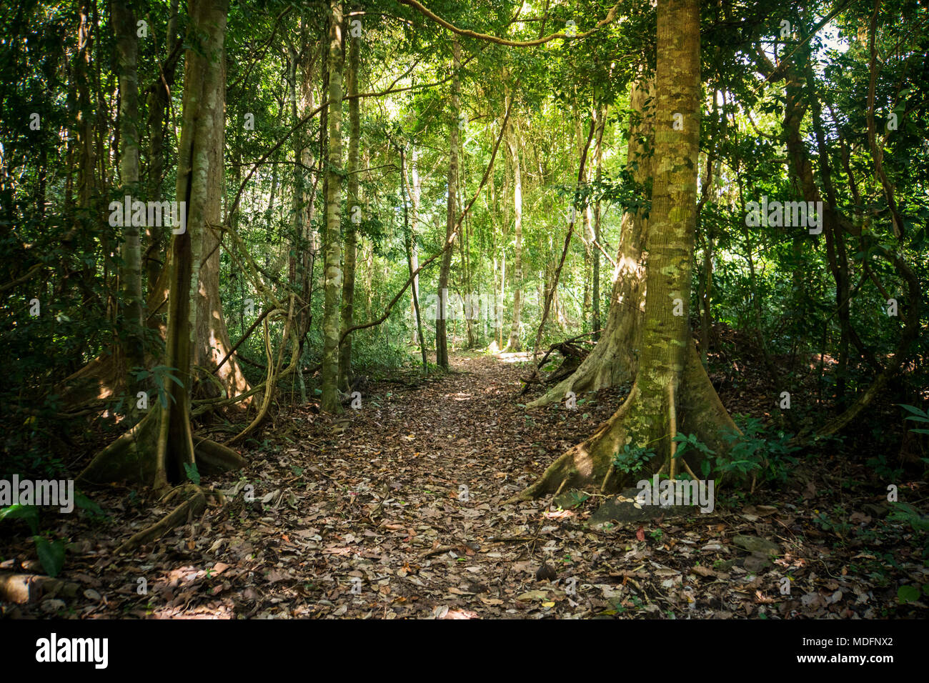 Hiking trail in National Park Podocarpus, Ecuador. walking path among tall exotic trees in the jungle Stock Photo