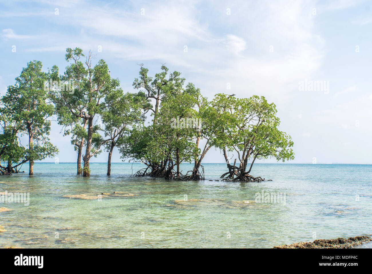Mangrove forest in the tropical place. Beautiful wildlife scenery. Clear blue turquoise water, clear beach cloudy sky. Andaman and Nicobar islands. lo Stock Photo