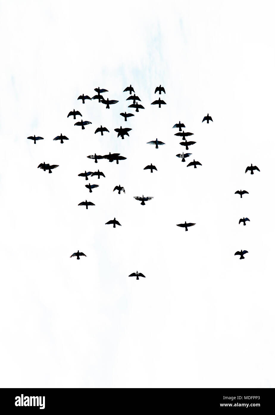 Flock of Birds flying in sky, Marsaxlokk, Malta Stock Photo