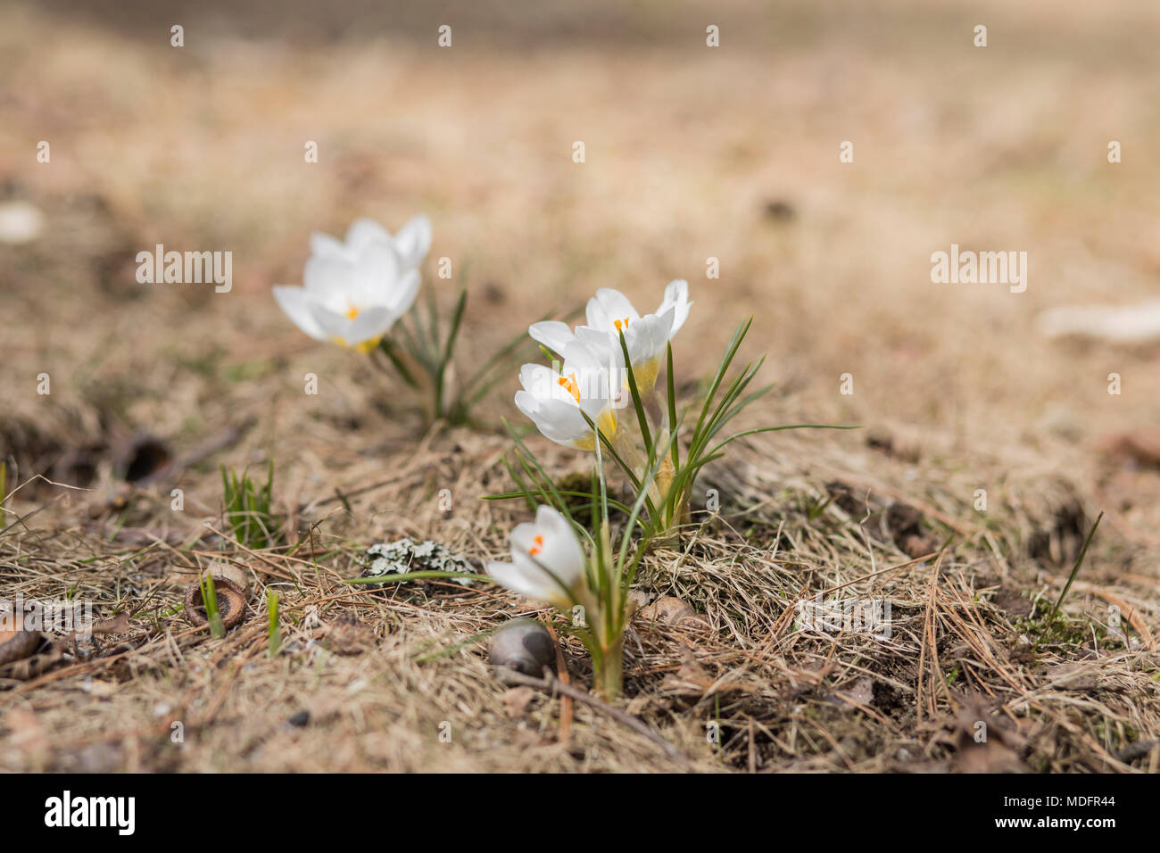 Group of white Crocuses Blooming during spring Stock Photo