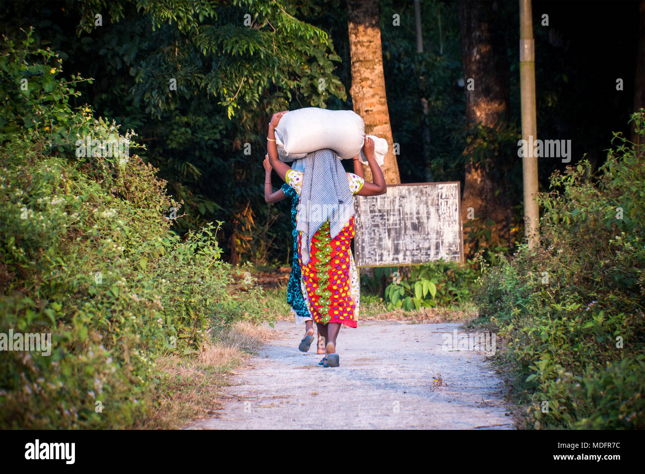 Indian woman carrying a bundle on her head. Indian girls are carrying two big bags on their head on the road in the jungle forest. Stock Photo
