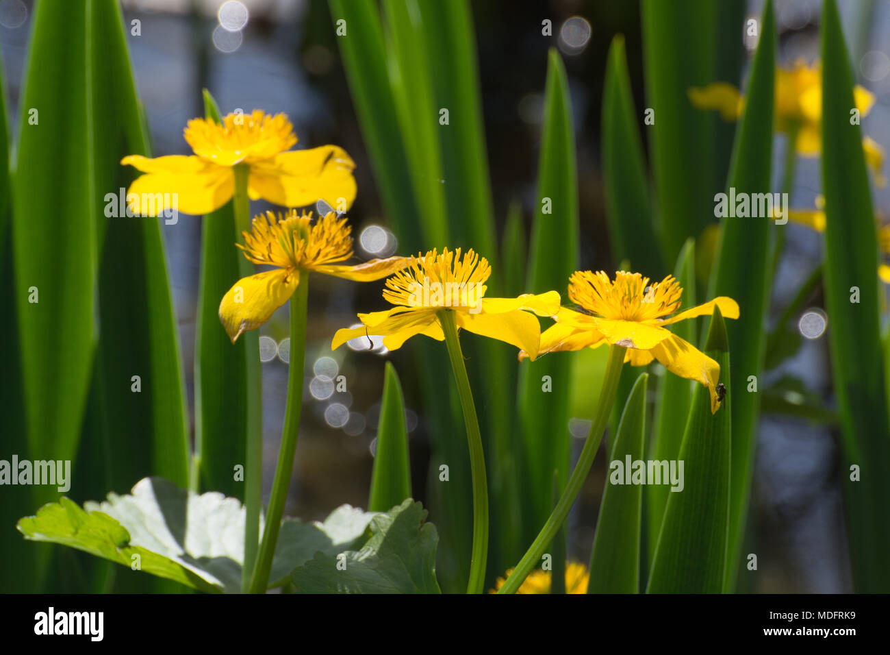 Marsh marigold flowers, also called kingcup (Caltha palustris) in a Hampshire pond, UK, during spring Stock Photo