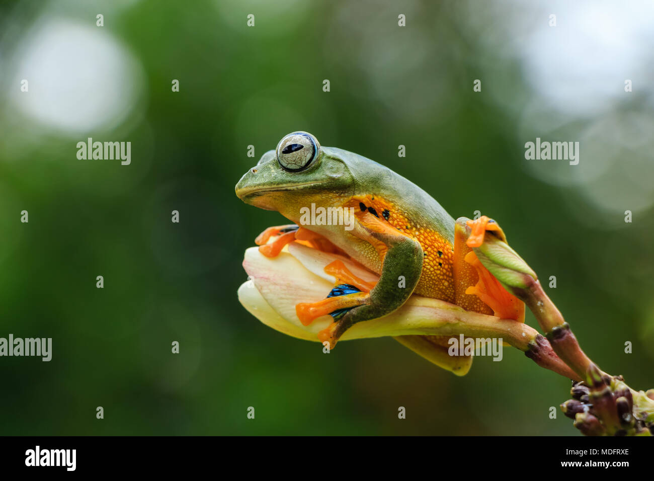 Wallace's flying frog (Rhacophorus Nigropalmatus) on a flower bud, west