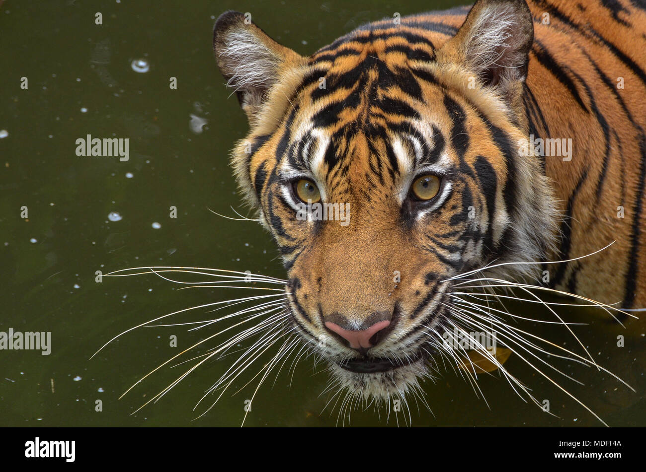 Portrait of a Sumatran Tiger, West Java, Indonesia Stock Photo