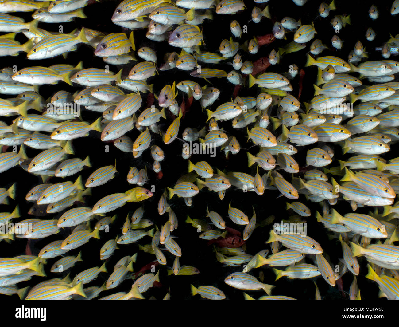 Golden snapper hi-res stock photography and images - Alamy