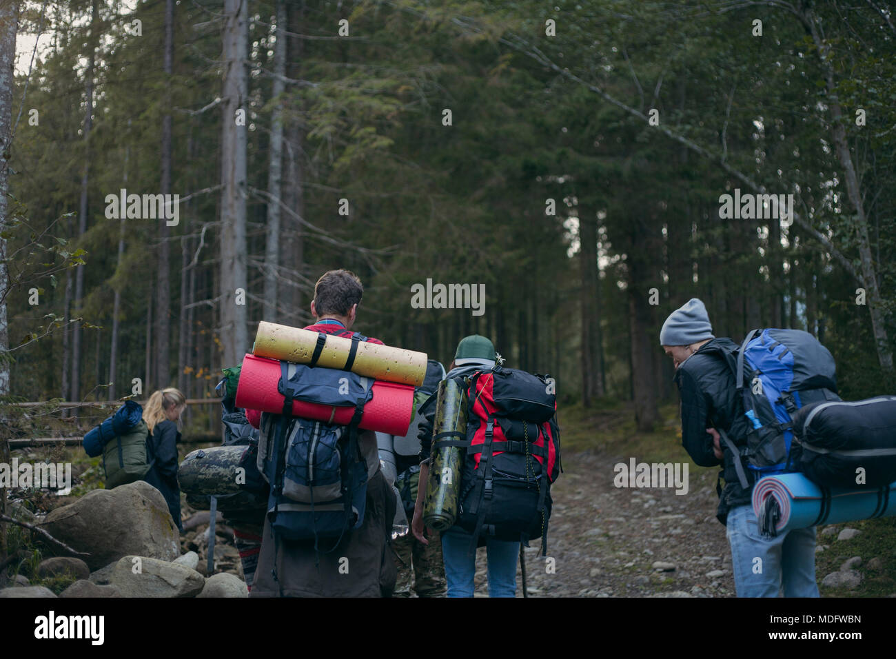 Four people hiking in the forest, Ukraine Stock Photo