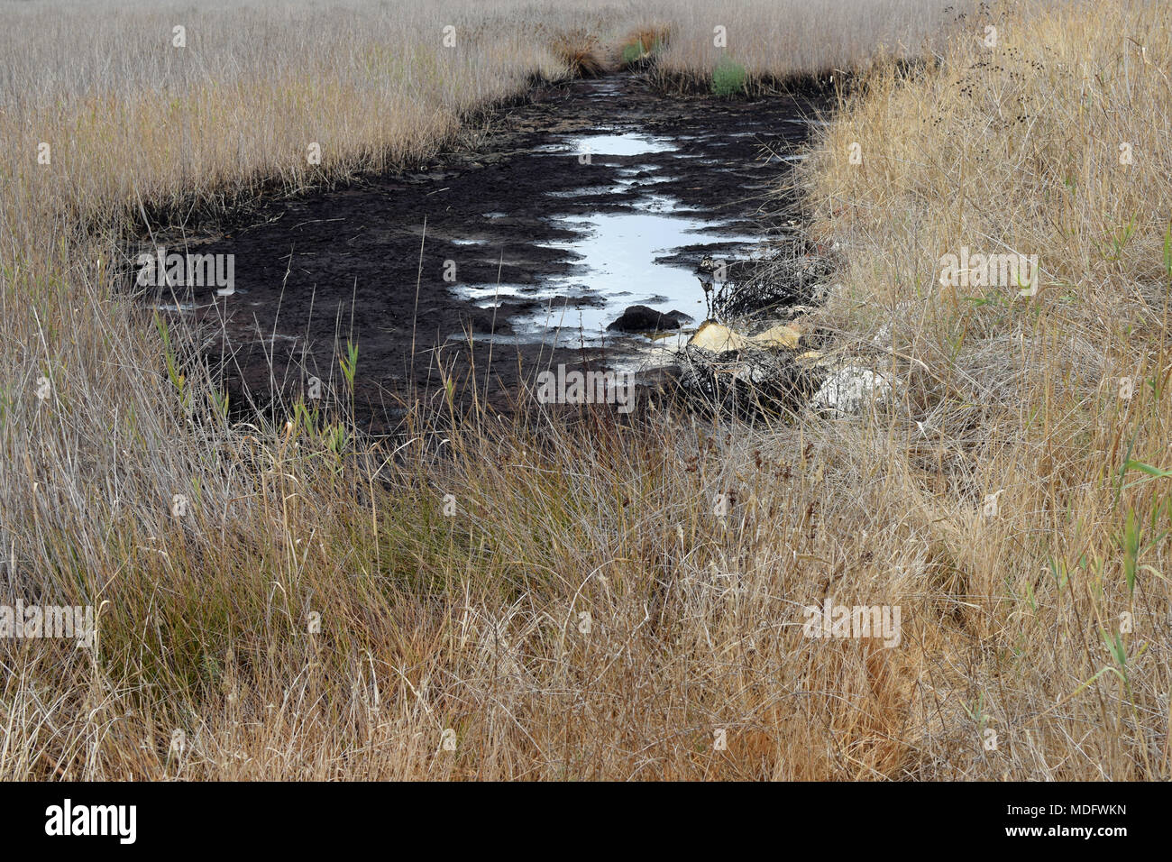 Natural asphalt pit in a swamp in Zakynthos, Greece. Tar water springs in the area were mentioned by ancient historian traveler Herodotus. Stock Photo