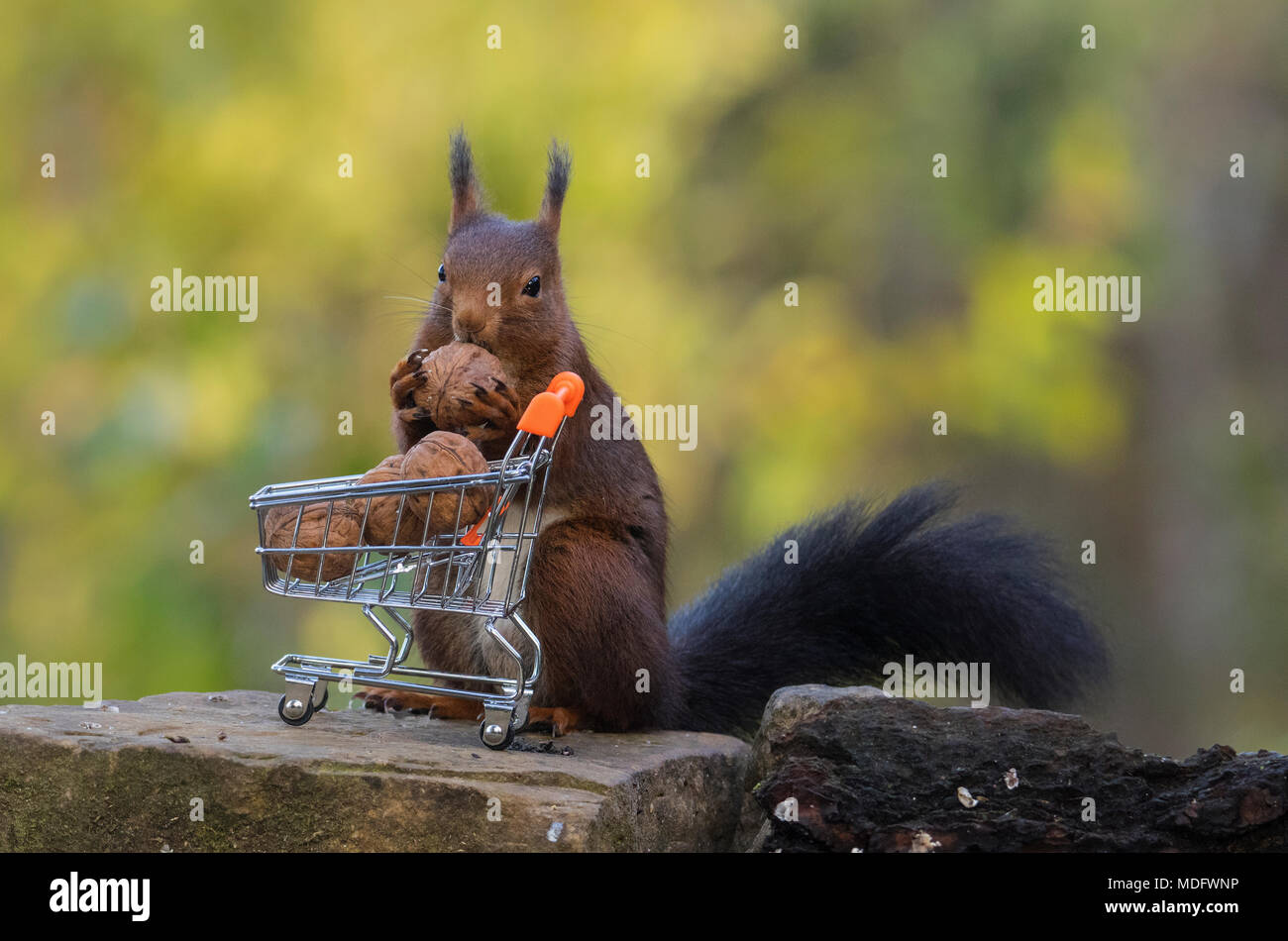 Squirrel and nuts saving hi-res stock photography and images - Alamy