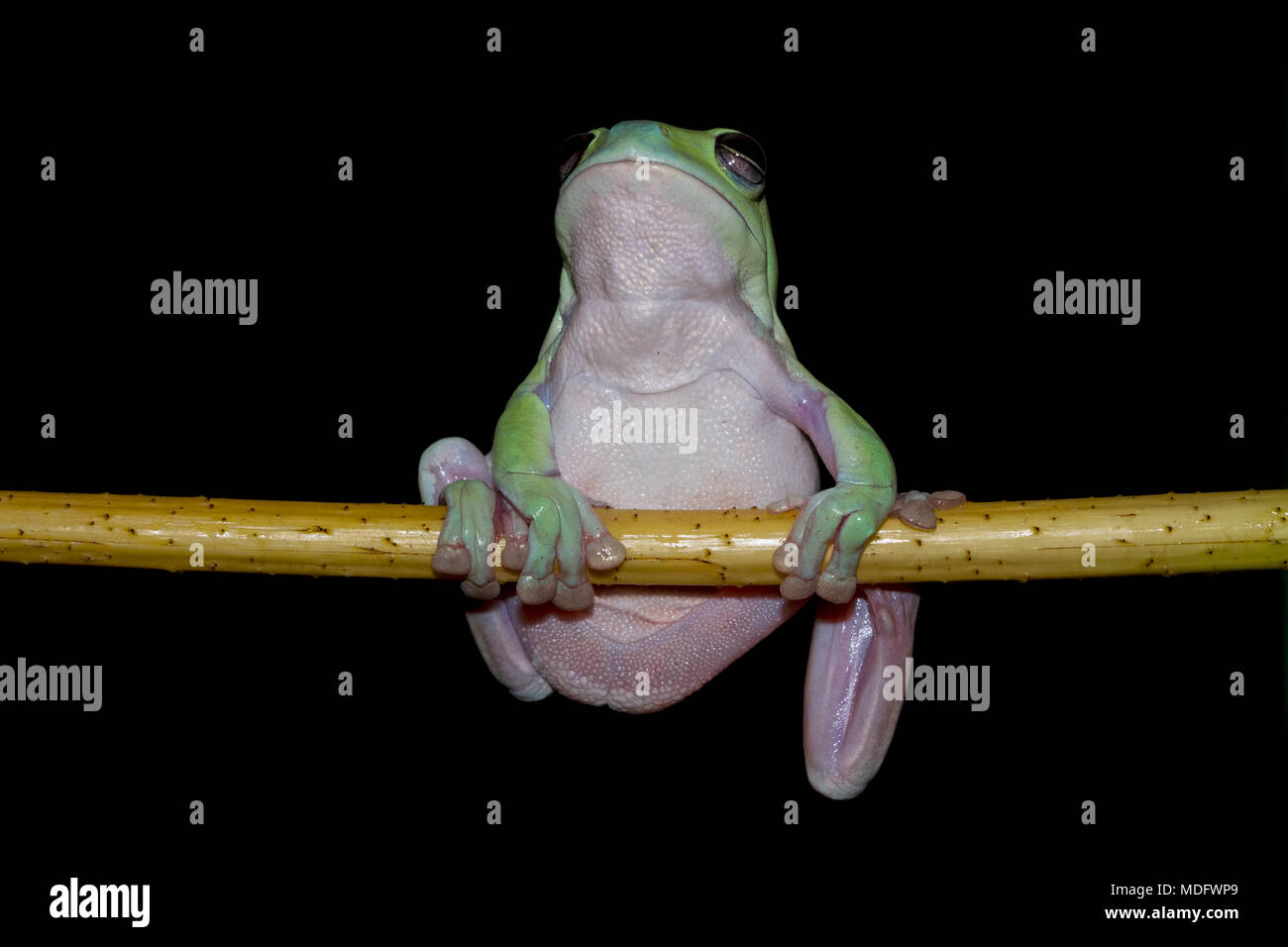 Dumpy frog on a branch Stock Photo